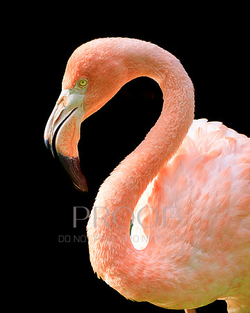 Long Neck Beauty
