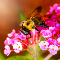 Bee Macro on Flower