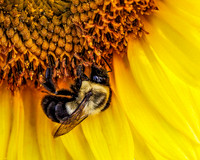 Bee on Sunflower