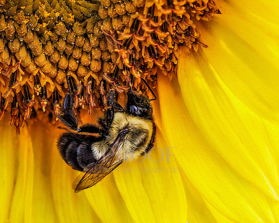 Bee on Sunflower
