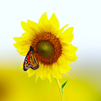 Monarch Rests on Sunflower