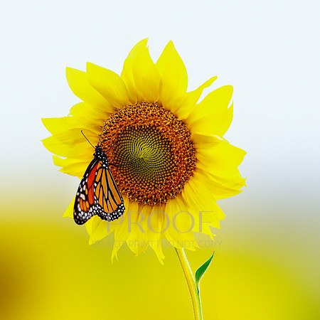 Monarch Rests on Sunflower