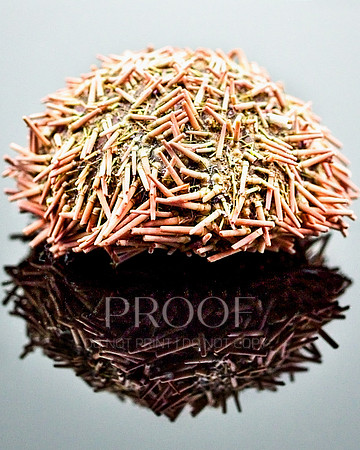 Sea Urchin