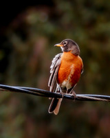 Robin on Wire