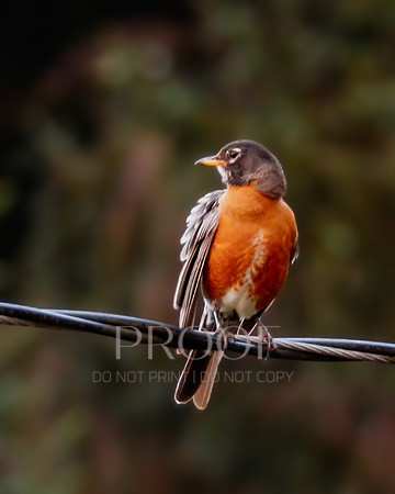 Robin on Wire
