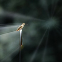 Hummingbird Ray of Light