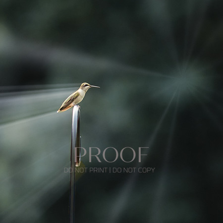 Hummingbird Ray of Light