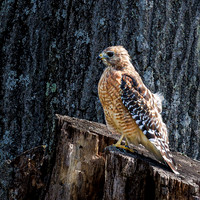 Hawk on Stump