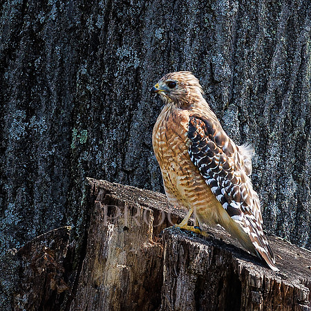 Hawk on Stump