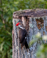 Woodpecker Pose