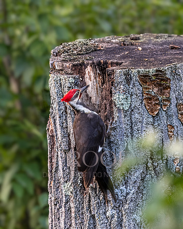 Woodpecker Pose