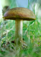 Backyard Mushroom