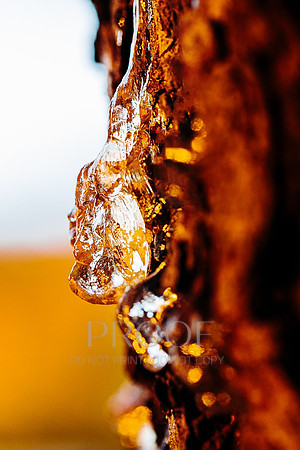 Glistening Sap