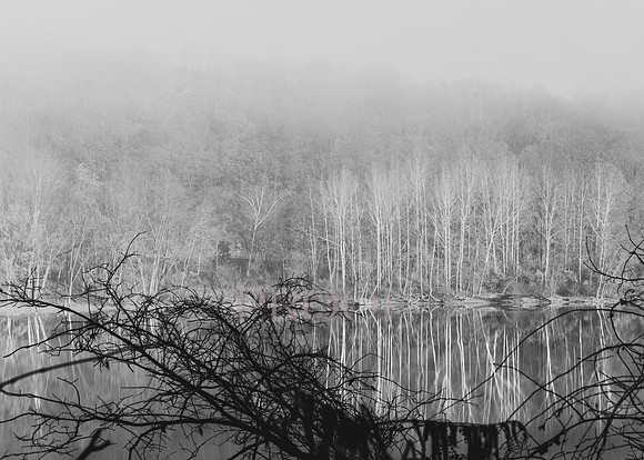 White Tree Reflections