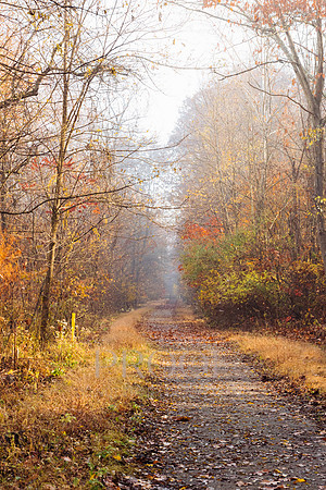 Trail Leaves