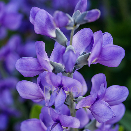 Bold Indigo