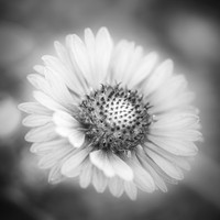 A Delicate One