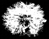 Abstract Dandi