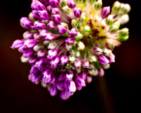 Bugged Purple