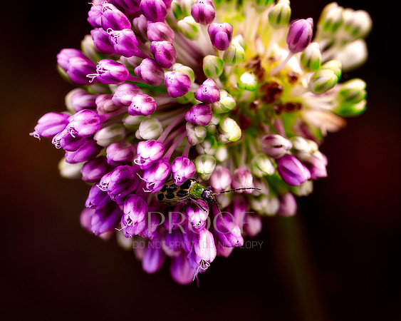 Bugged Purple