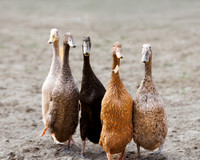 Ducks in a Row