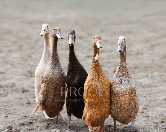 Ducks in a Row