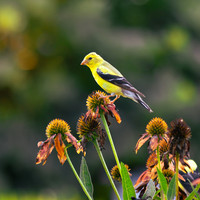 Goldfinch Perched
