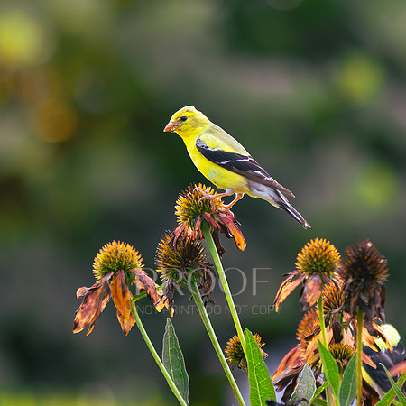 Goldfinch Perched