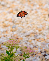 Monarch in Flight