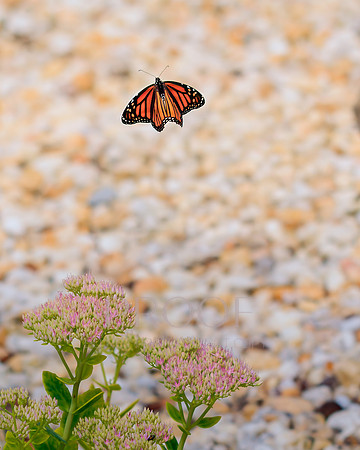 Monarch in Flight