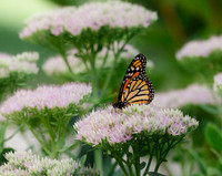 Sedum Monarch