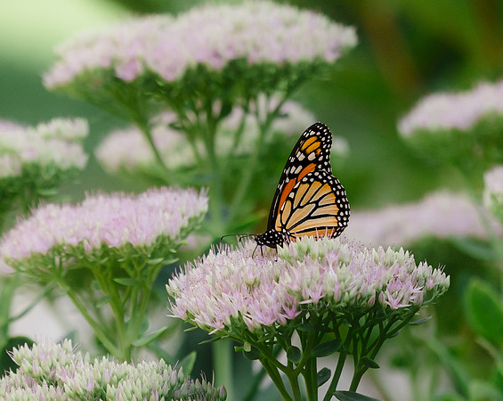 Sedum Monarch