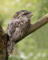 Woodland Disguise