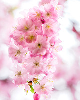 April Blossoms