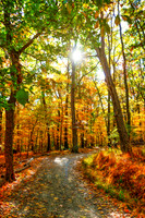 Country Path in Fall