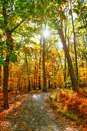 Country Path in Fall