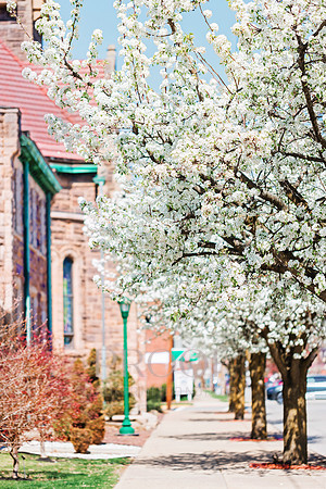 Spring Tree