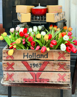 Holland Blooms