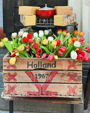 Holland Blooms