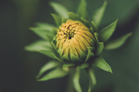 Budding Moment