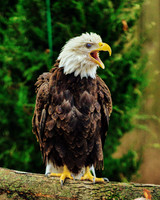 Eagle Zoo Life