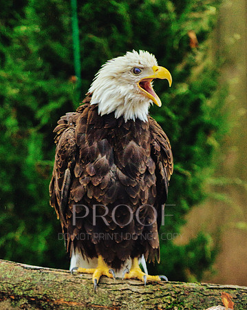 Eagle Zoo Life