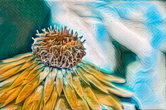 Strawflower