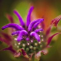 Bee Balm