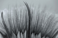 Afterbloom Art