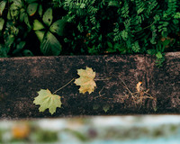 Two Leaves on Wall