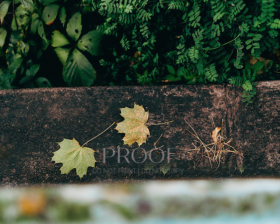 Two Leaves on Wall