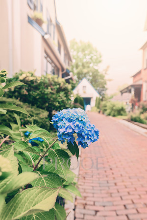 Hydrangea Cottage