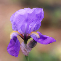 Bearded Iris