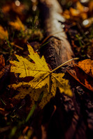 Fallen Down